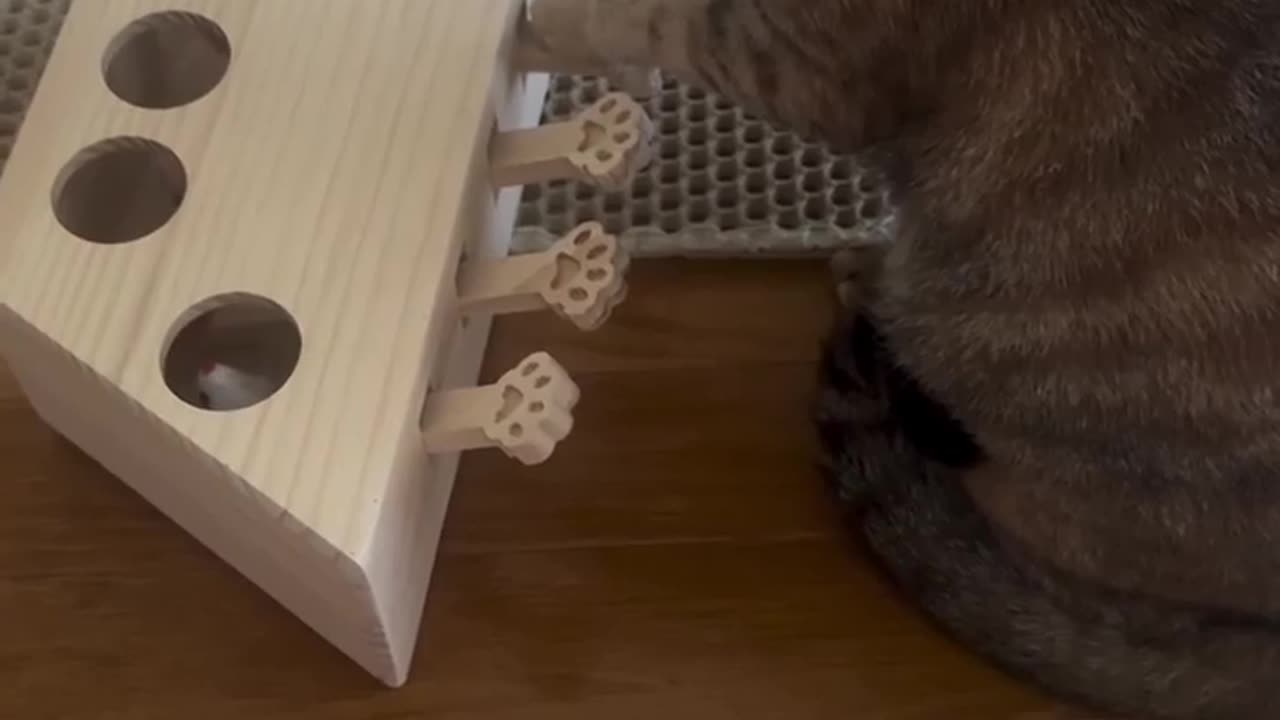 😺🤔 Watch This Cat Figure Out The Most Baffling Toy Ever! | FeedMyCuriosity
