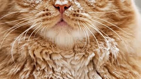 Poor Fat Orange Cat 'Helps' in the Kitchen and Creates a Snowstorm! (Ep. 2)