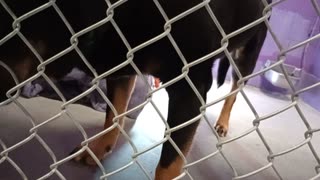 Toby 5y Pet Id 904412 kennel 26 HSSAZ shelter had some hi-value treats today so he ~stays20251205346