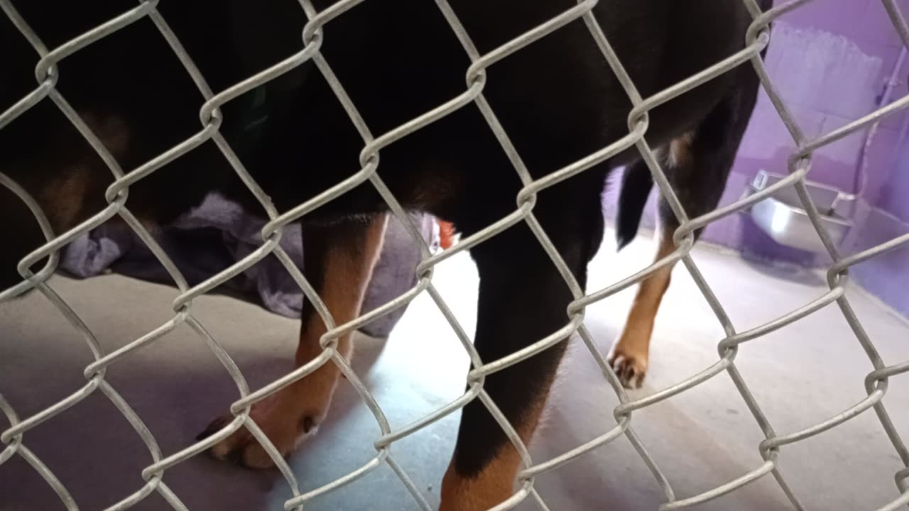 Toby 5y Pet Id 904412 kennel 26 HSSAZ shelter had some hi-value treats today so he ~stays20251205346