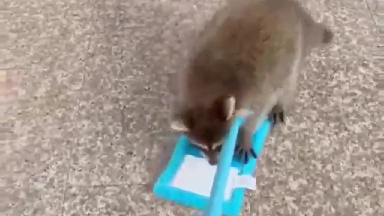 Kindness to animals is closely linked to goodness of character