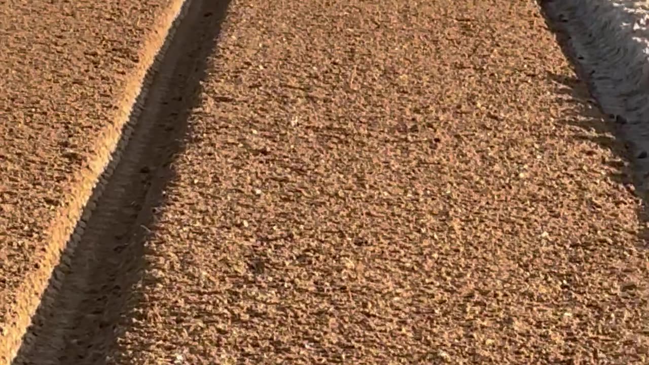 Storks picking organic worm