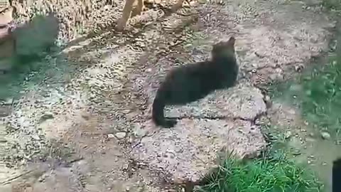 Animal relationships with each other