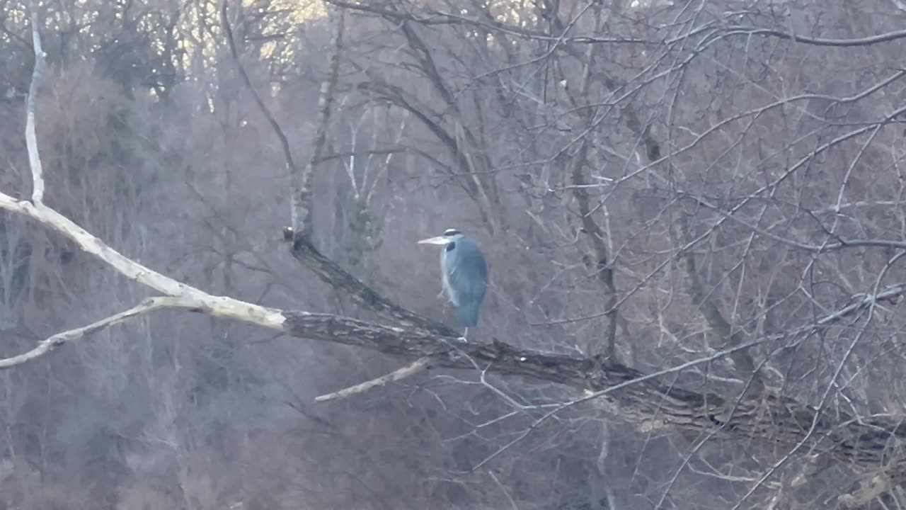 Great Blue Heron overlooking the Humber