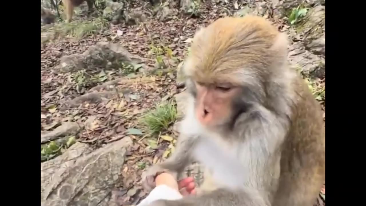 Thanks monkey brother for helping