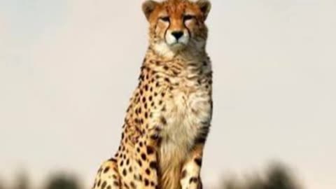 animals