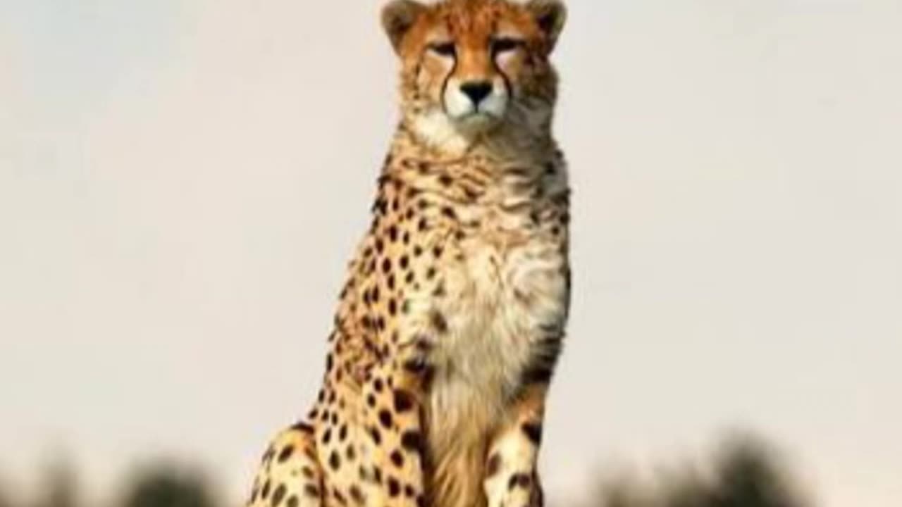animals