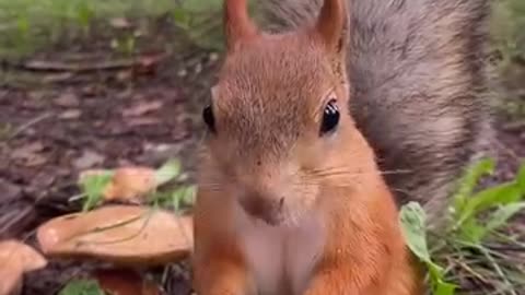 Giving sunflower seeds to a squirrel in the forest