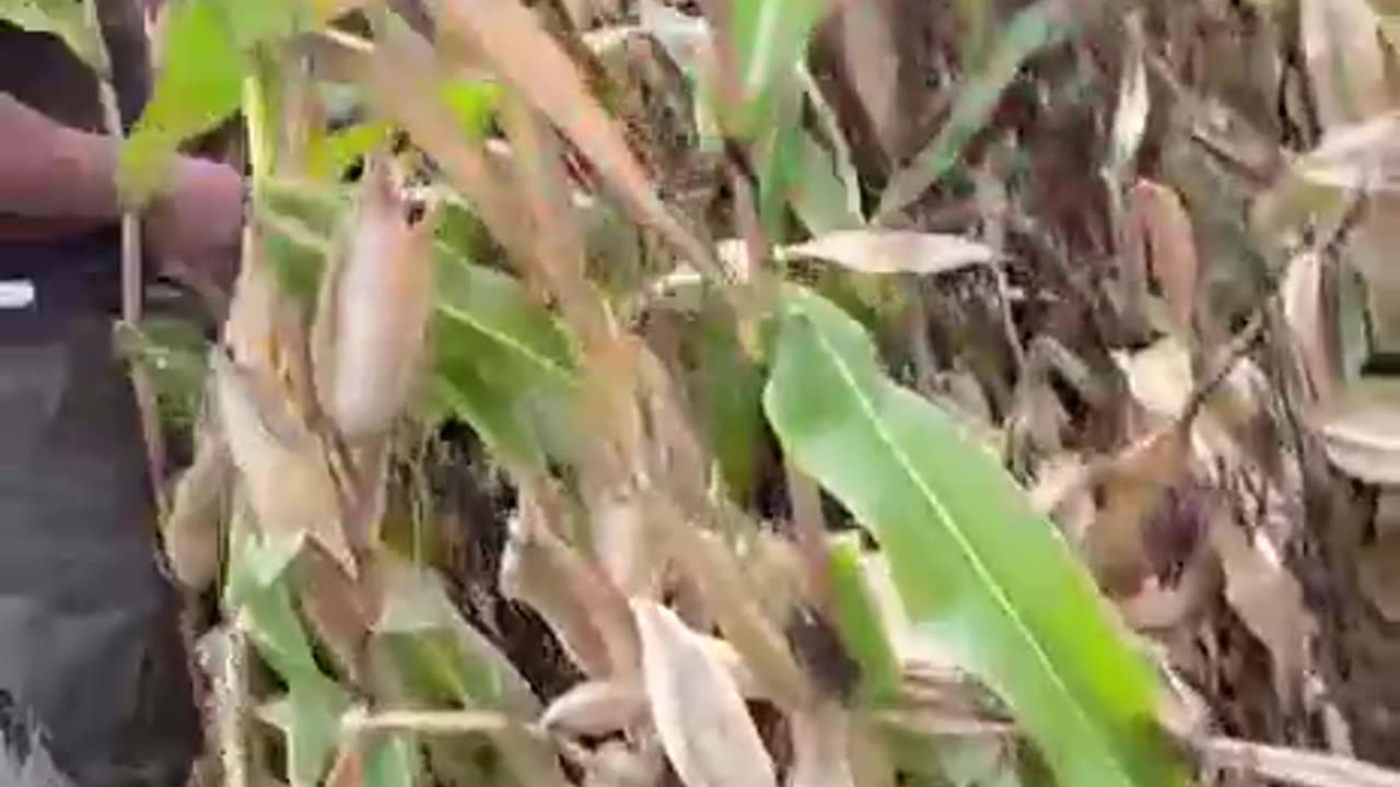 F*ck, First Time in My Life Seeing a Corn Cob! Do We Need to Boil It? Come On, Let's Loot, Bro!