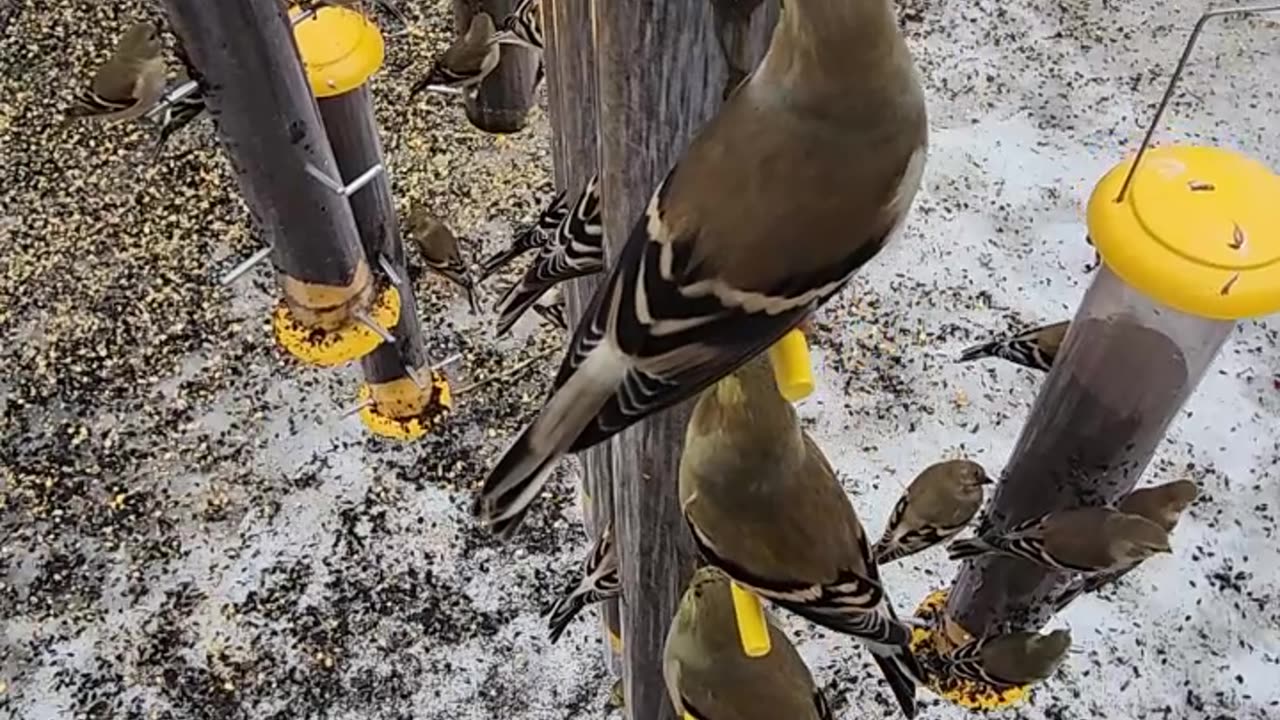 The Iced out new Finch Feeder is deployed