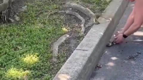 🧡✨ Woman Saves Scolding Duck Mom on Road! | FeedMyCuriosity
