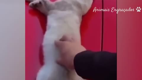 Funny pet videos, watch and don't stop smiling!!
