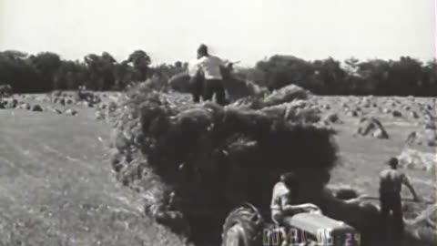 [THRASHING WHEAT] - [THRASHING WHEAT] - fc-fc-1136