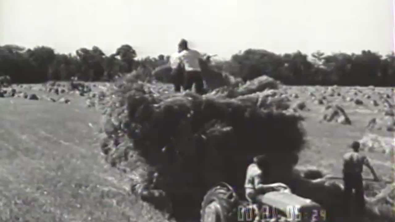 [THRASHING WHEAT] - [THRASHING WHEAT] - fc-fc-1136