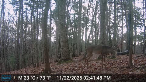 The Woods – 11/23/2025