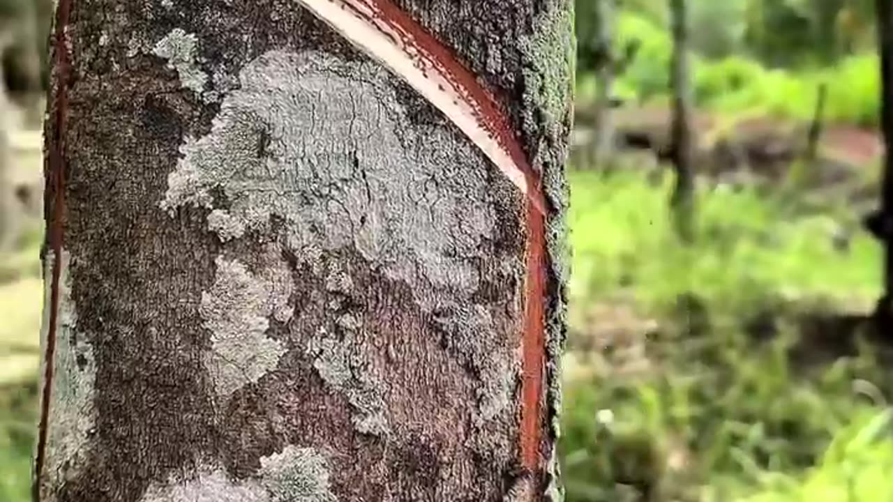 How natural rubber is extracted from Trees