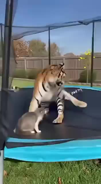 Cat Fights Tiger on Bouncy Trampoline