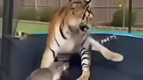 Cat Fights Tiger on Bouncy Trampoline