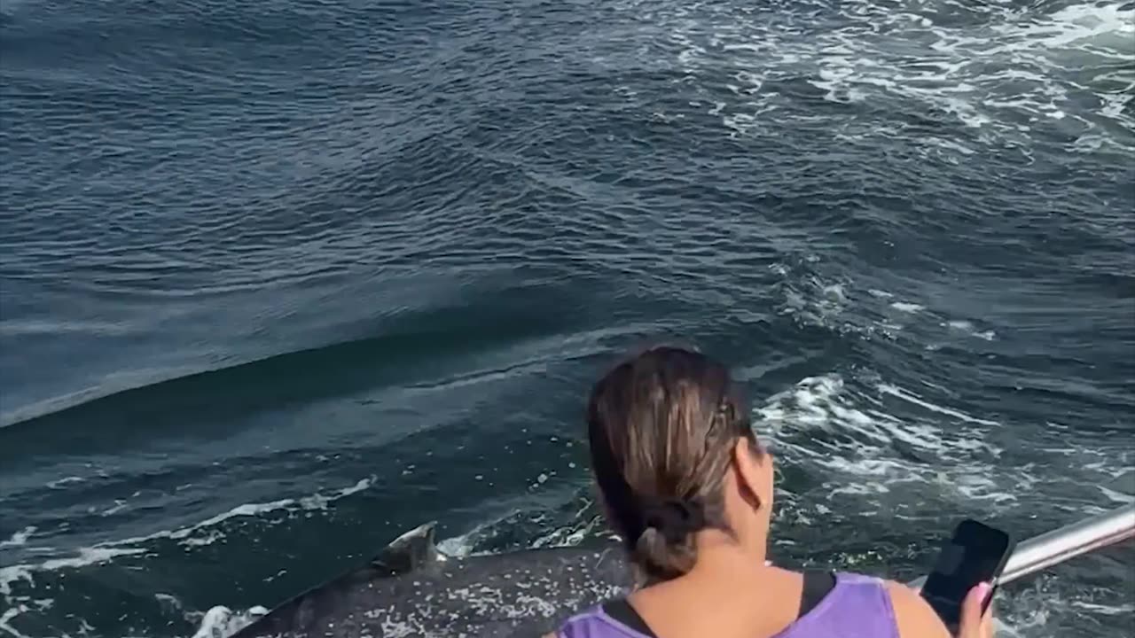 Baby Whale Breaches in Front of Boat