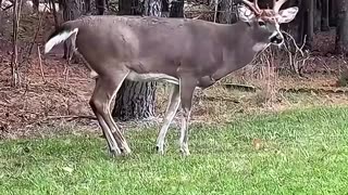 This kind woman rescued a deer