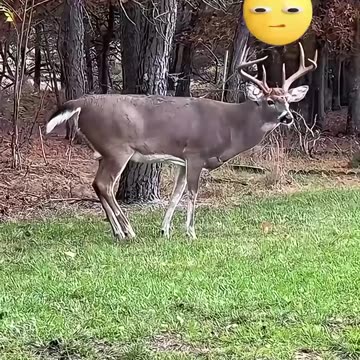 This kind woman rescued a deer