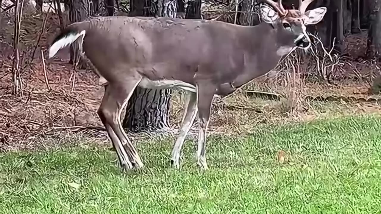 This kind woman rescued a deer