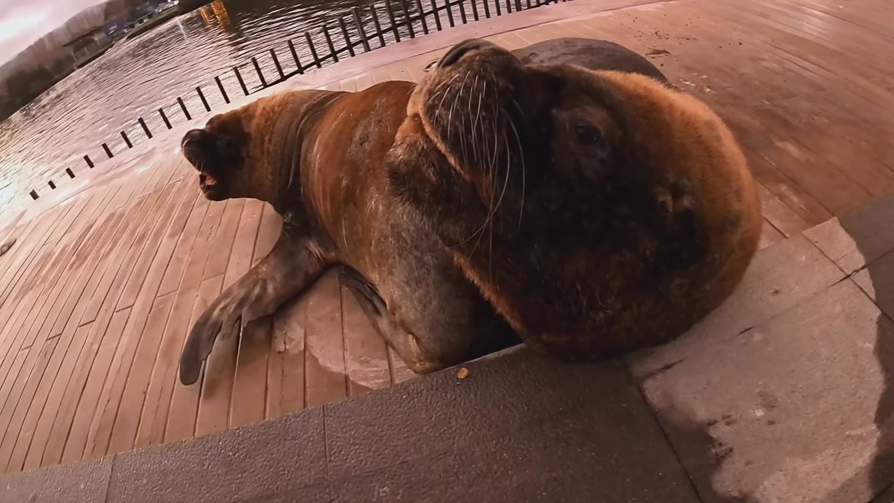 Sea Lion Sound | Roar