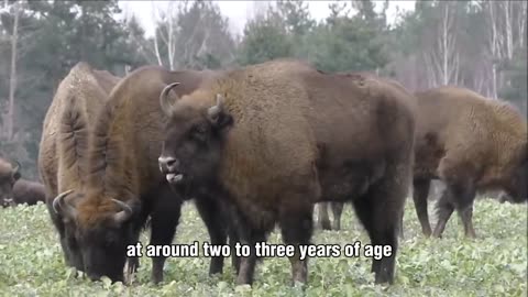 Inside the Billion-Dollar Bison Meat Industry: How Millions of Bison Are Farmed & Processed