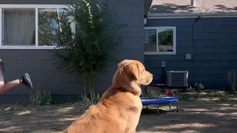Adorable dog attempts flip off of trampoline
