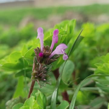 Whispers of Nature | The Delicate Touch of Flowers in a Green Meadow