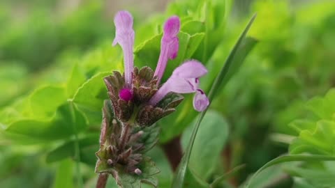 Whispers of Nature | The Delicate Touch of Flowers in a Green Meadow