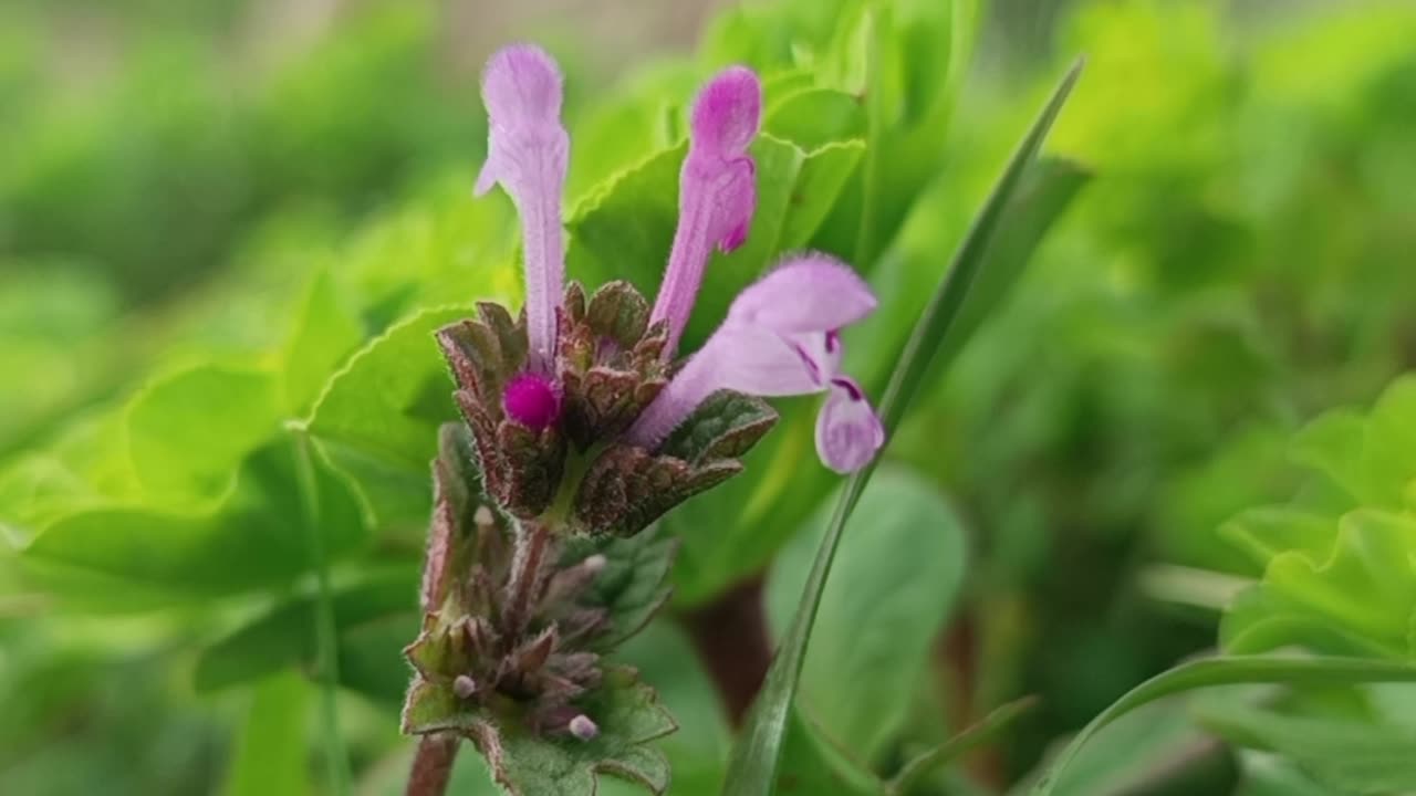 Whispers of Nature | The Delicate Touch of Flowers in a Green Meadow
