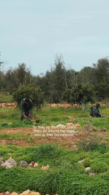 🍂 Mulching - caring for the soil that feeds our farm!