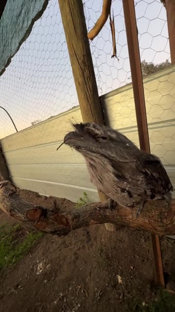 Australian wild life