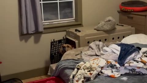 Guilty Rottweiler Puts Himself in His Crate