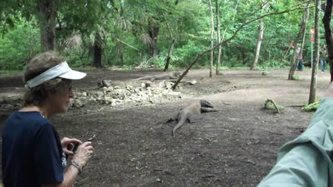 DRAGONS OF KOMODO