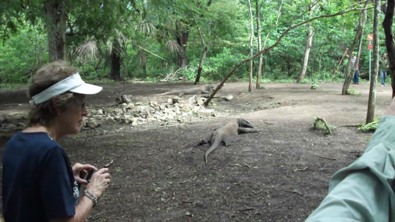 DRAGONS OF KOMODO