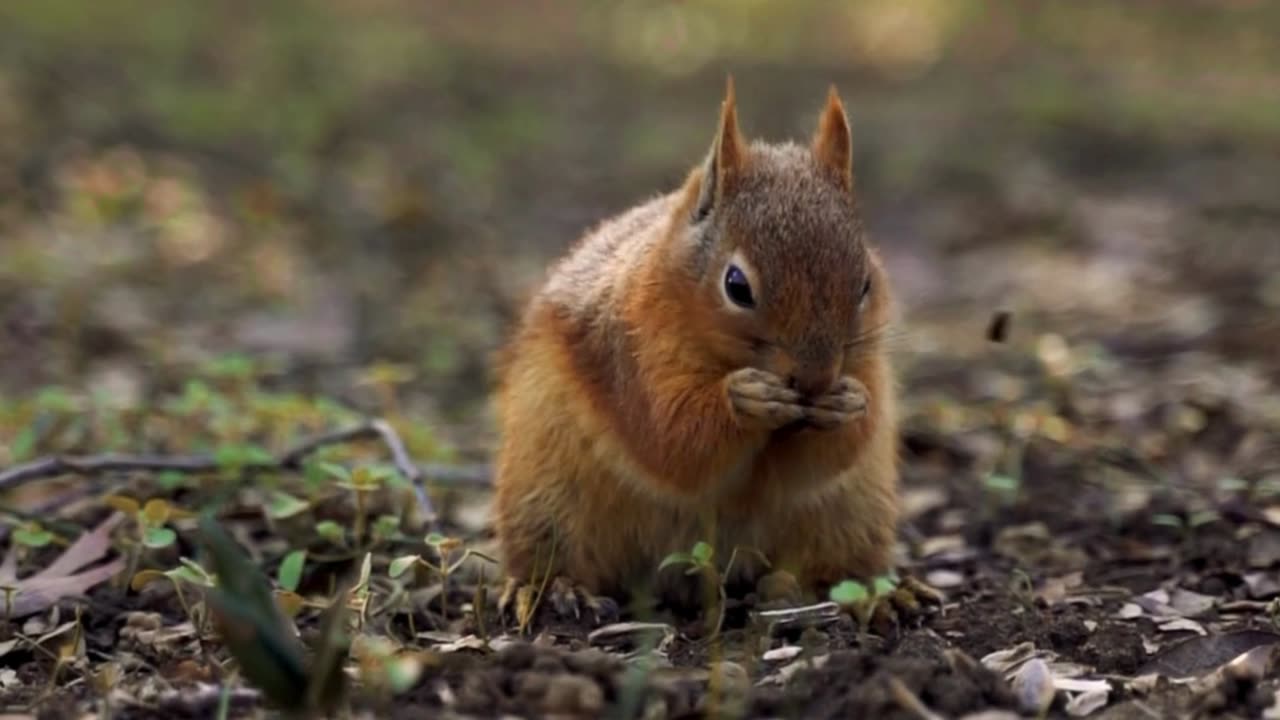 SCOIATTOLO A CACCIA DI GHIANDOLE