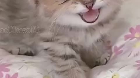 animals