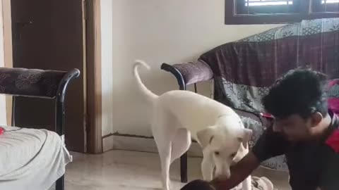 cute animals