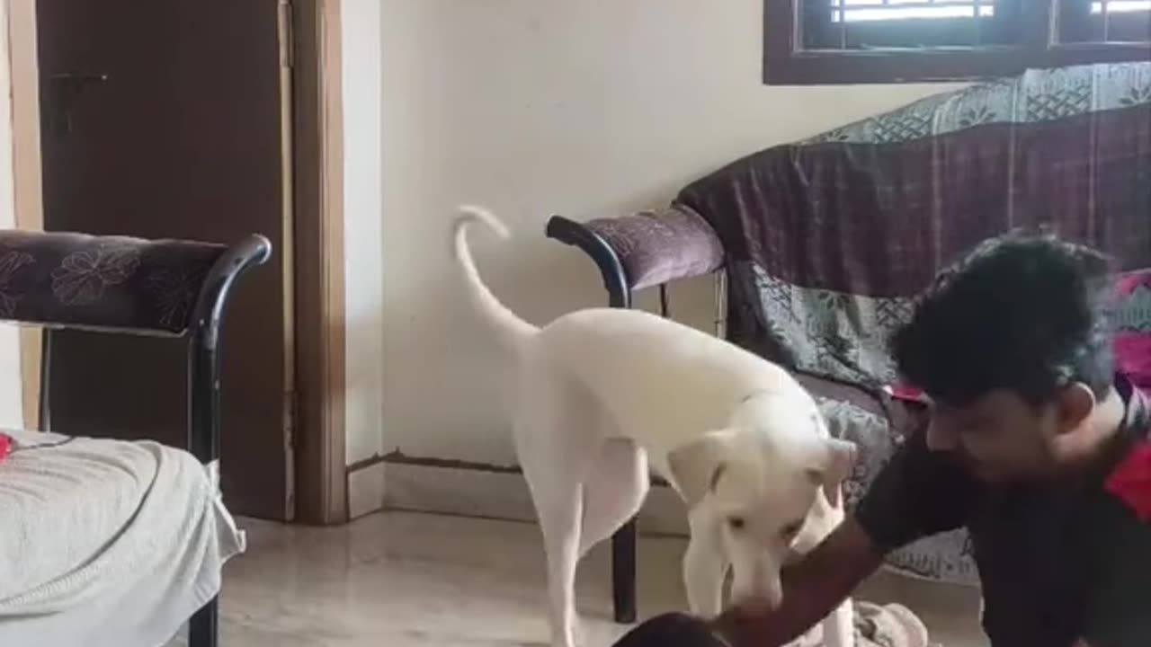 cute animals