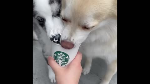 Funniest Cats and Dogs 2024 – Hilarious Pet Compilation