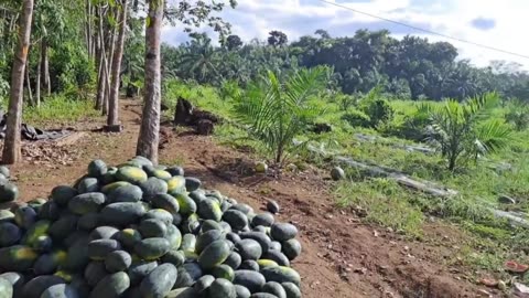 Watermelon Harvest Time | Juicy and Delicious Fruit - Part 6