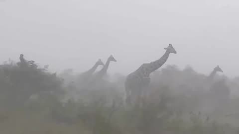 No place to shelter for the giraffes
