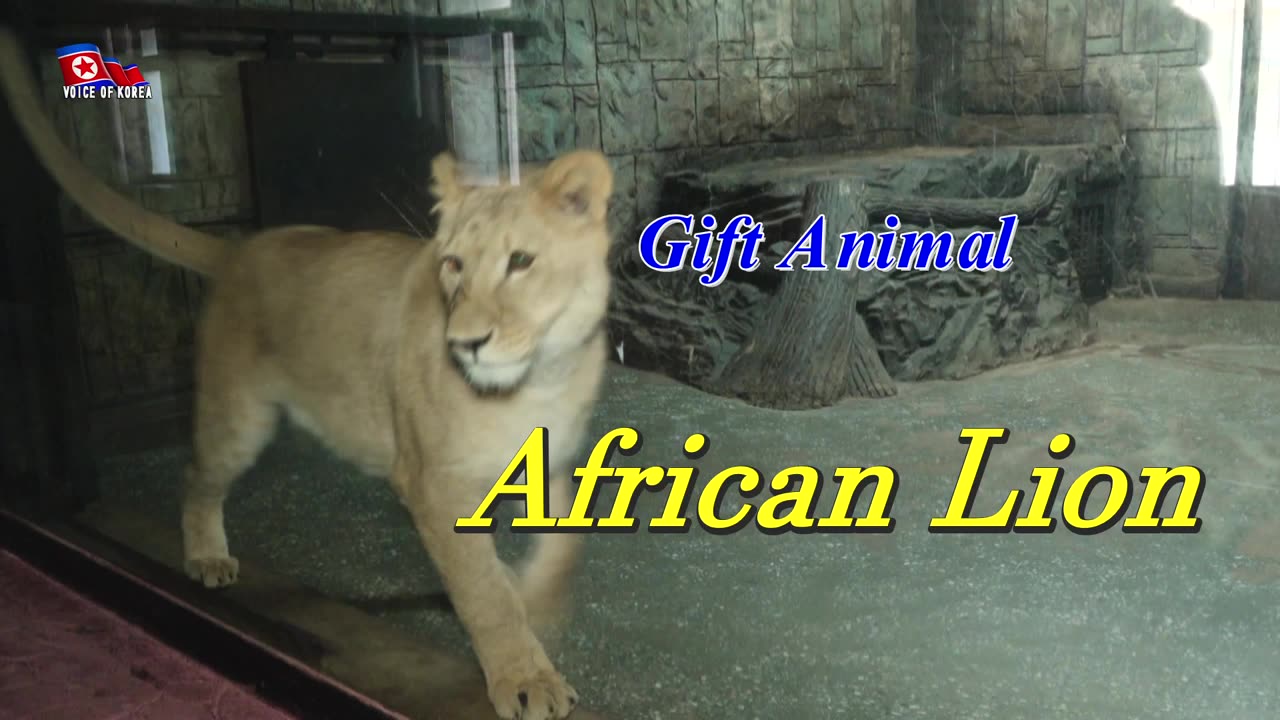 Gift Animal--African Lion