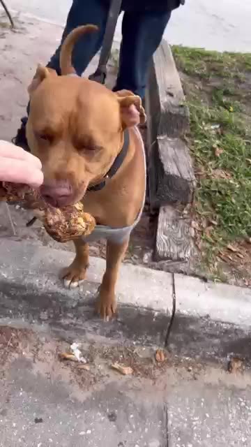 Passing out Bones to Dogs on the Streets