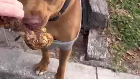 Passing out Bones to Dogs on the Streets