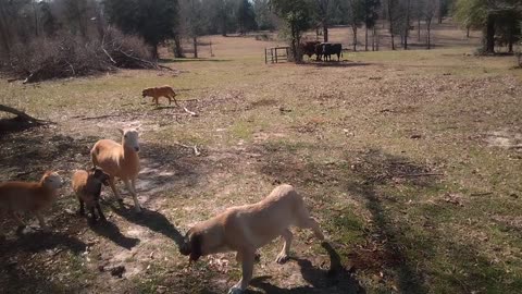 Anatolian Puppies and Sheep