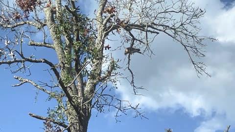 Blasian Babies Saw The Neighborhood Hawk Perched On The Tree And Looking For Vermin!