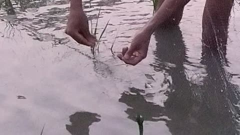 Fishing by fishing net